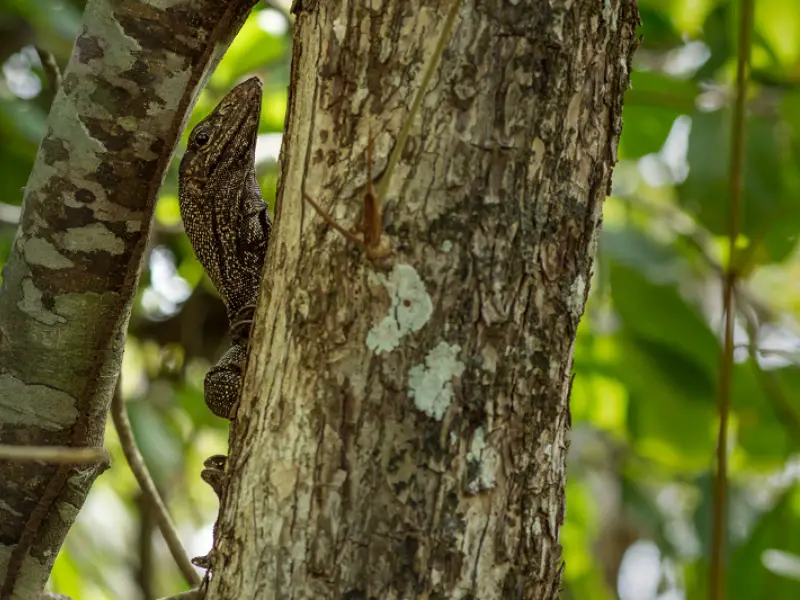 Timor Tree Monitor Lizard climbing a tree