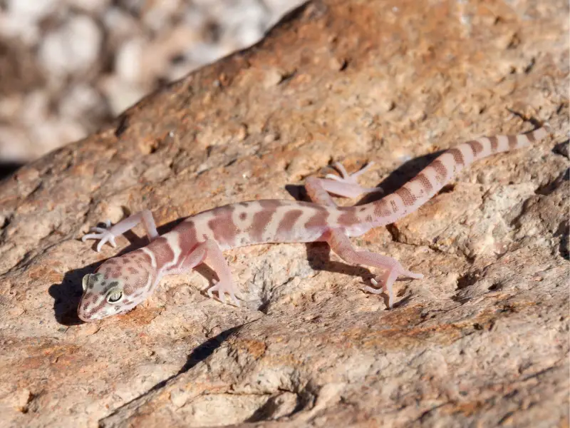 Western Banded Gecko breeding
