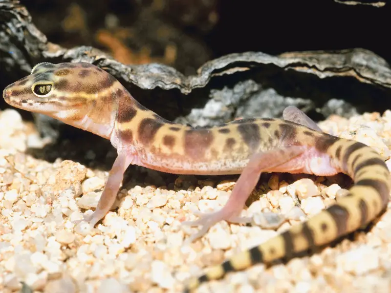 Western Banded Gecko habitat